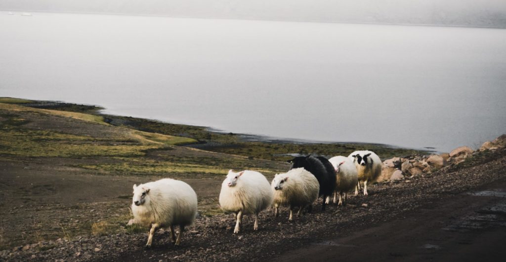 white sheep falling in line near body of water