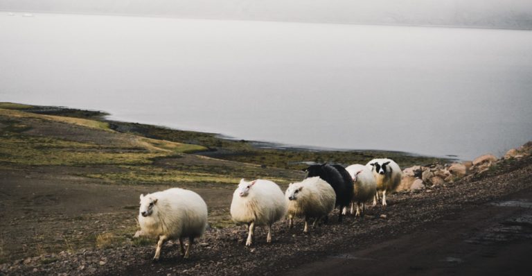 white sheep falling in line near body of water