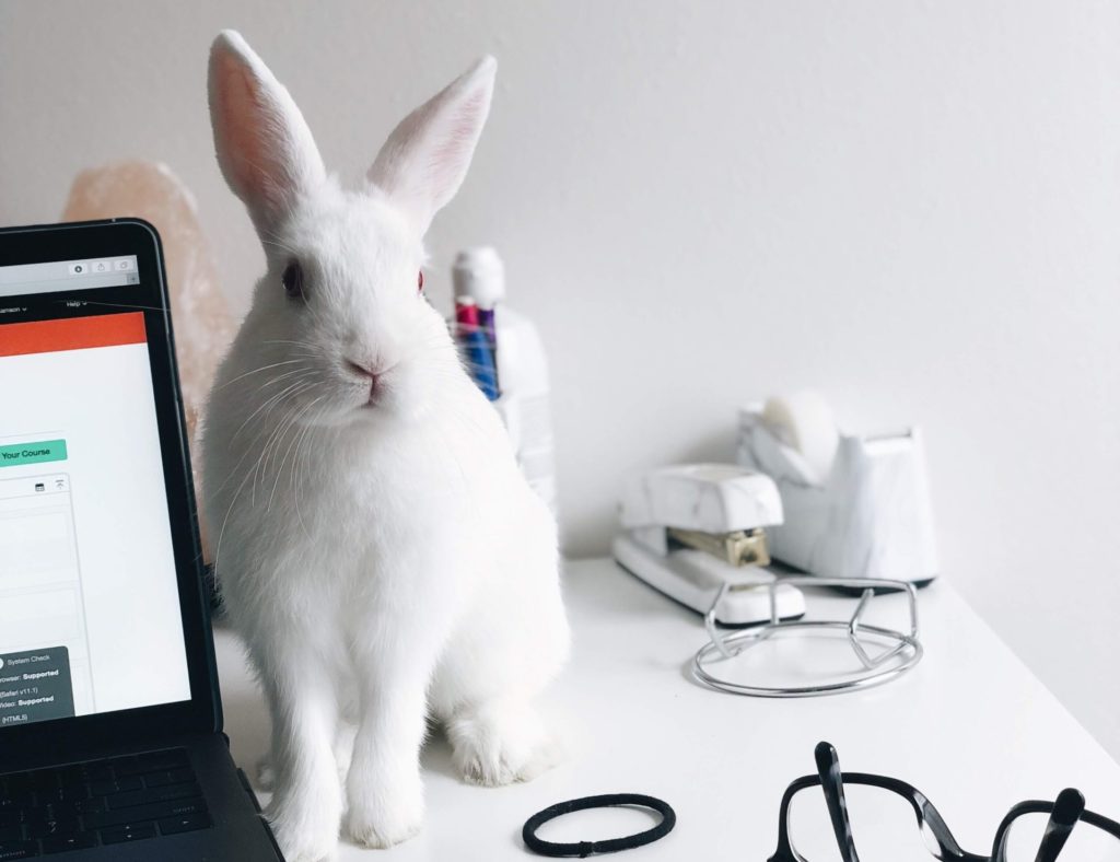 white rabbit beside laptop computer